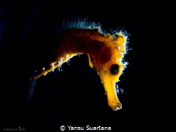 Hippocampus Thorny seahorse by Yansu Suartana 